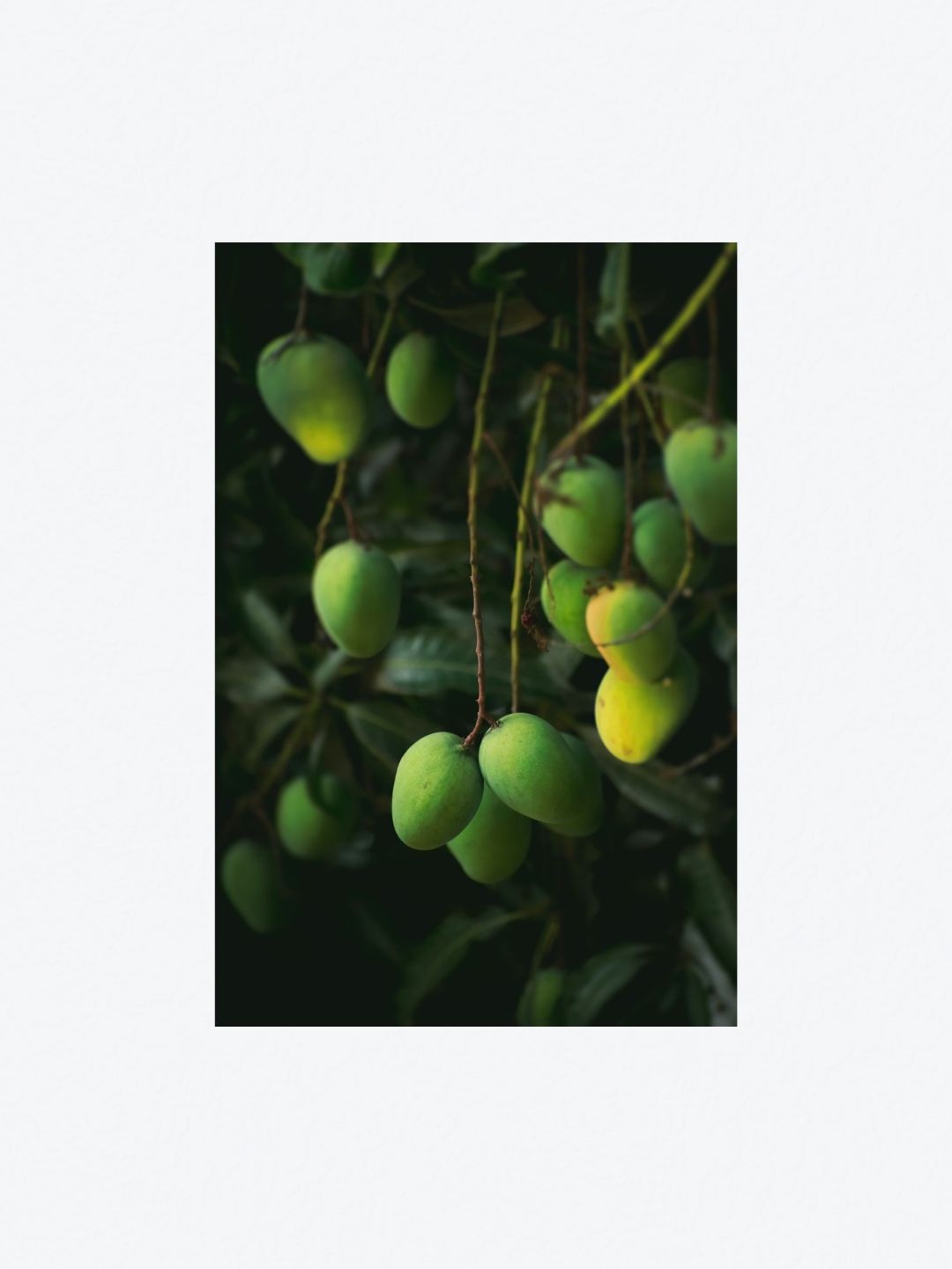Premium Mangoes