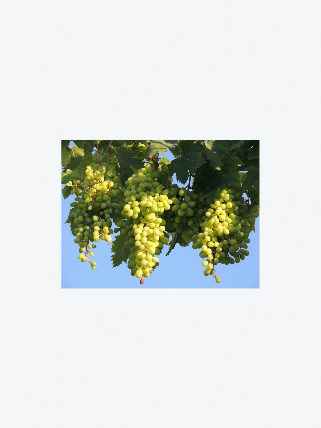Premium Grapes