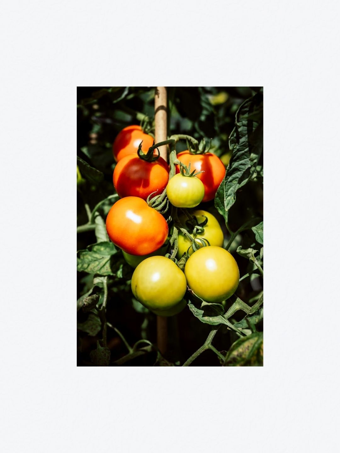 Fresh Tomatoes