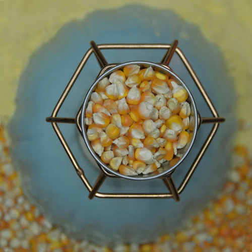 Yellow Maize Seeds