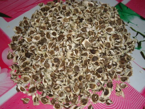 PKM 2 Moringa Seeds