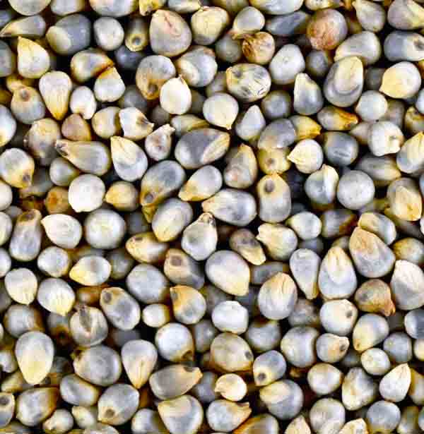 Bajra (Pearl Millet)