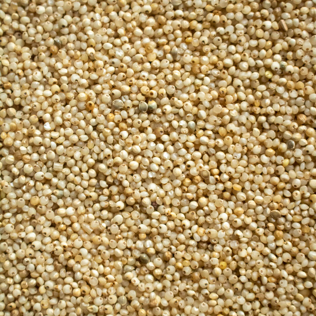 Jowar (Sorghum)
