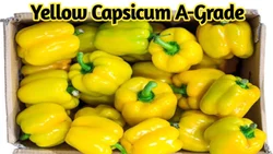 Yellow Capsicum