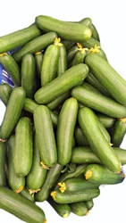 English Cucumber