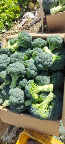 Without Stem Broccoli