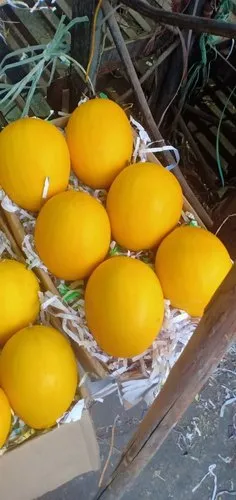 Fresh Yellow Melon