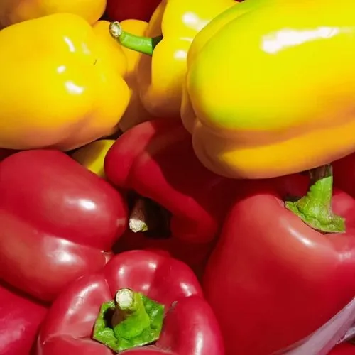 Fresh Red & Yellow Capsicum