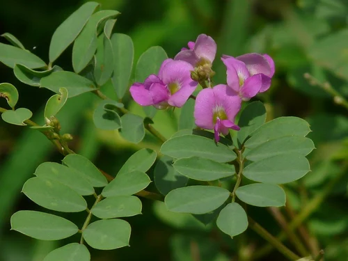 Tephrosia Purpurea Extract (Sarponkha)