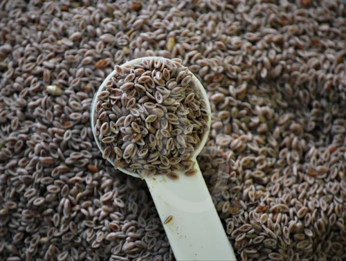 Psyllium (Ispaghula) - Seed Husk Powder (Plantago Ovata)