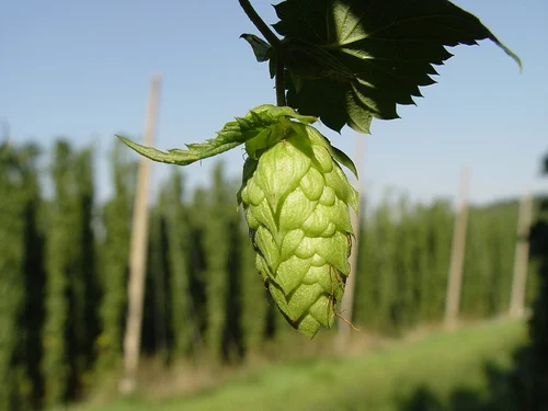 Hops Extract Powder