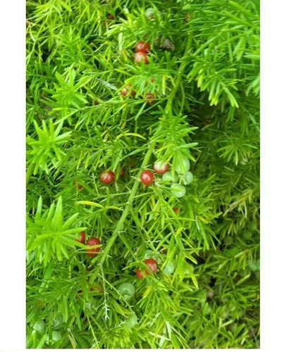 Asparagus Racemosus Ext.(Shatwari)