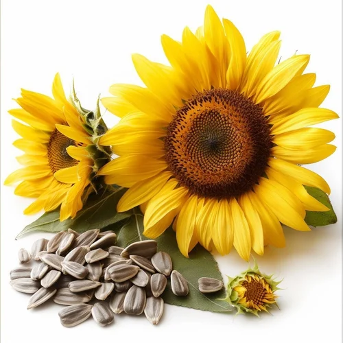 Sunflower Seed Extract Powder