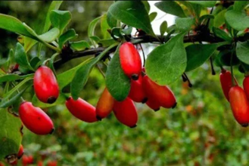 Berberine HCL Extract Powder